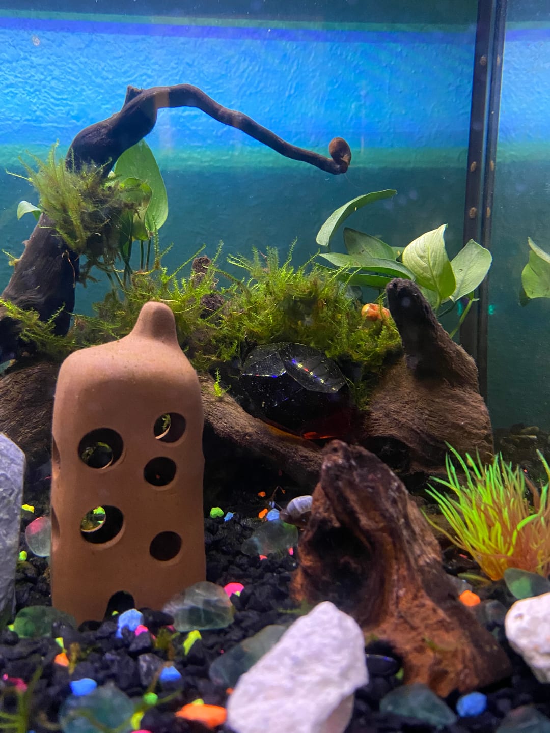Customer photo review of RAMSHORN SNAILS (ASSORTED BLUE, PINK,GREY,GOLD)