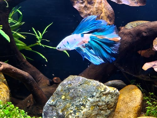 Customer photo review of Multicolor Halfmoon Male Betta Fish | Order Directly From Farm | You Pick Fish