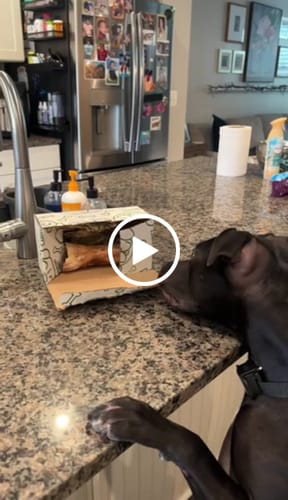 Customer video review of Smoked Beef Marrow Bone