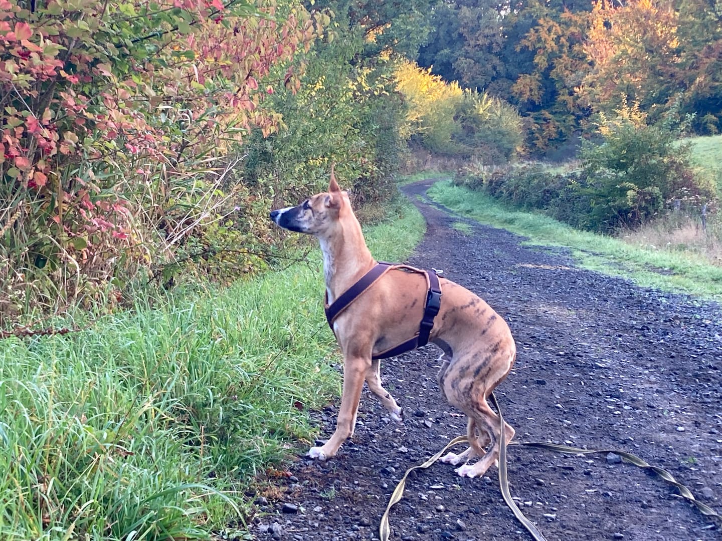 Customer photo review of Windhundgeschirr FUN "Toffee"