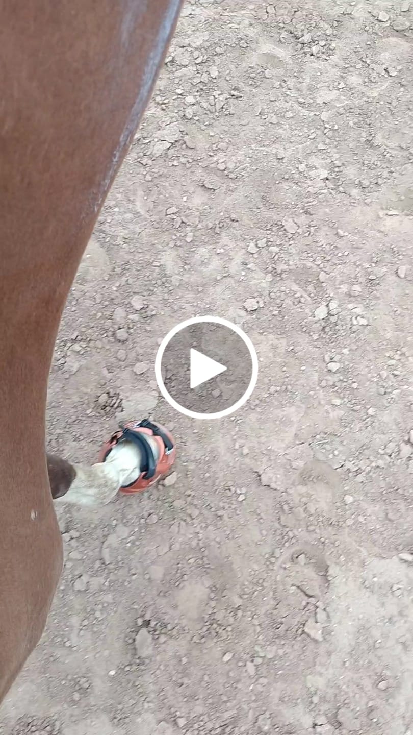 Customer video review of Renegade® Viper Shield™ Hoof Boot Seconds - Arizona Copper