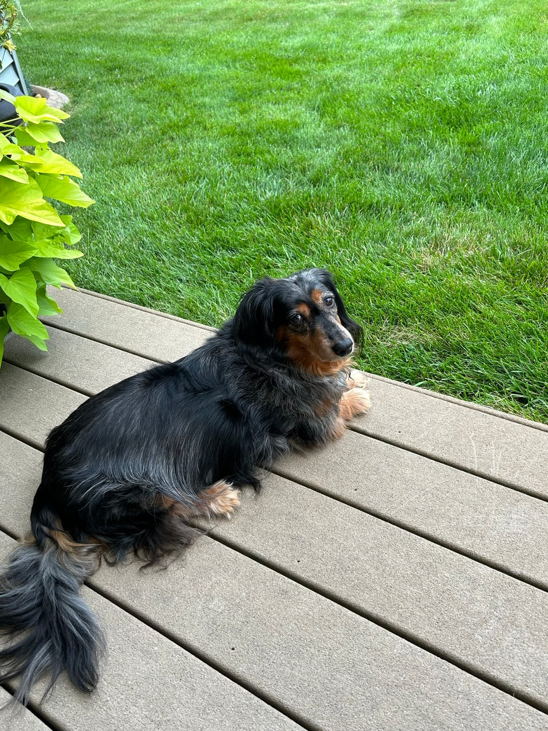 Customer photo review of Lolahemp Hip & Joint Chews (B)