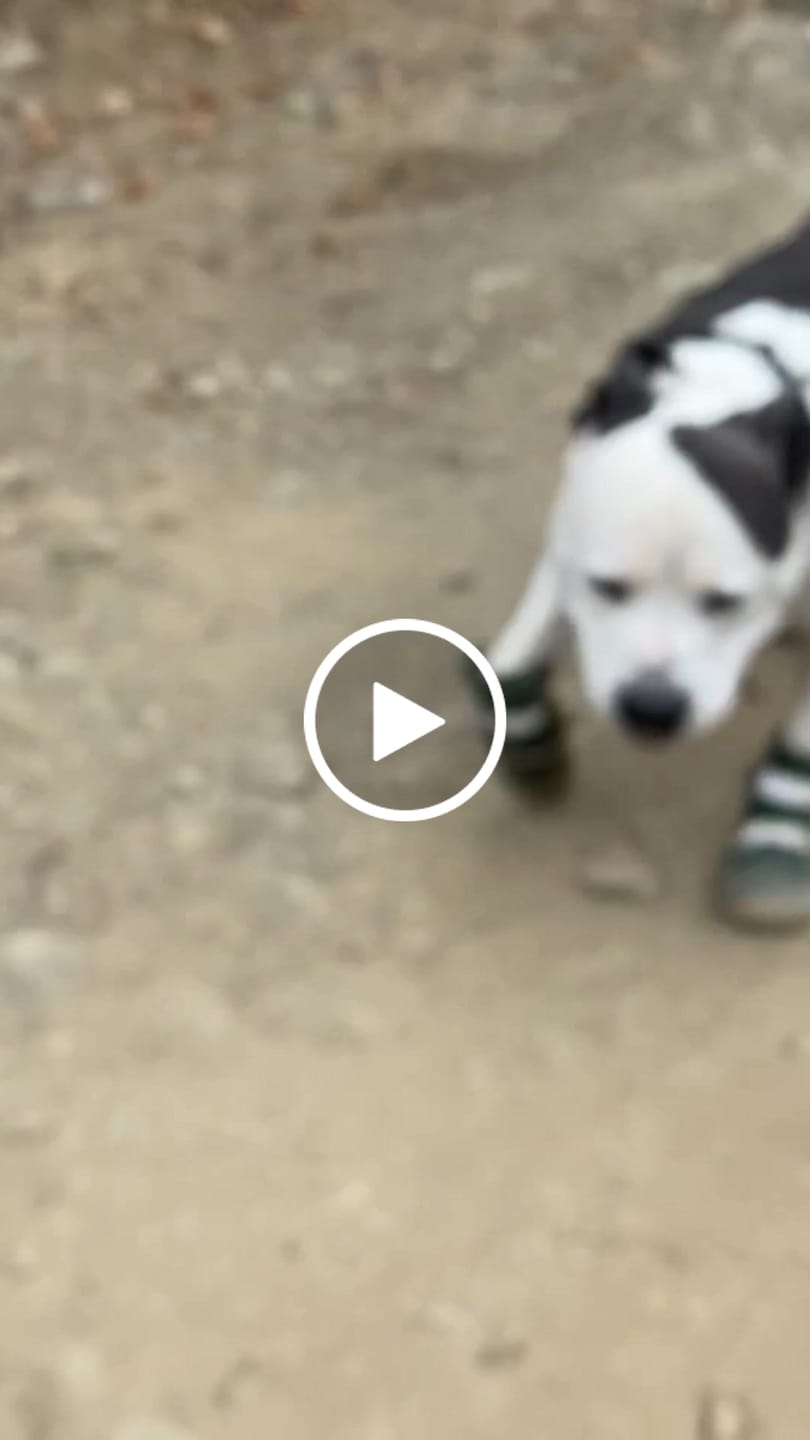 Customer video review of Flex Shell Waterproof Dog Boots - Green Camo