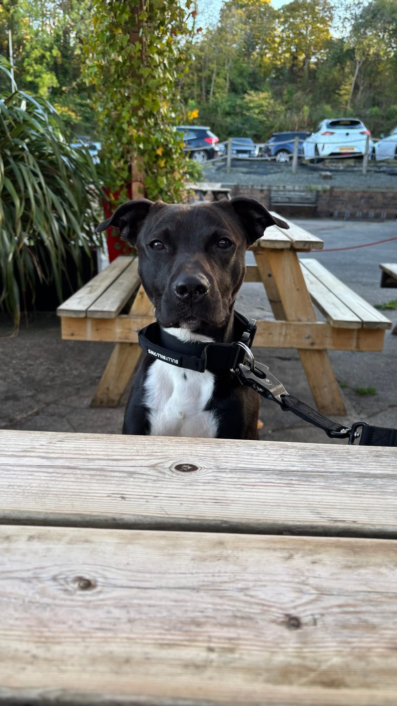 Customer photo review of 4cm Combat® Collar | Handle & Rated Clip - Black