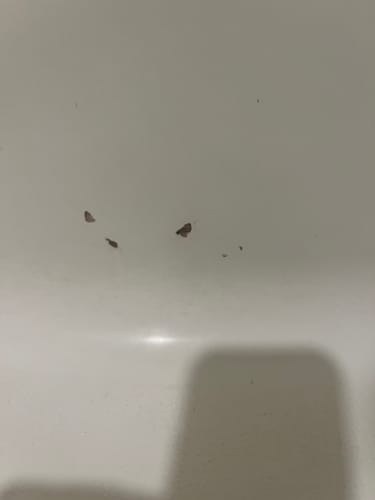 Customer photo review of Large Wall Damage - Tub and Shower Repair Kit