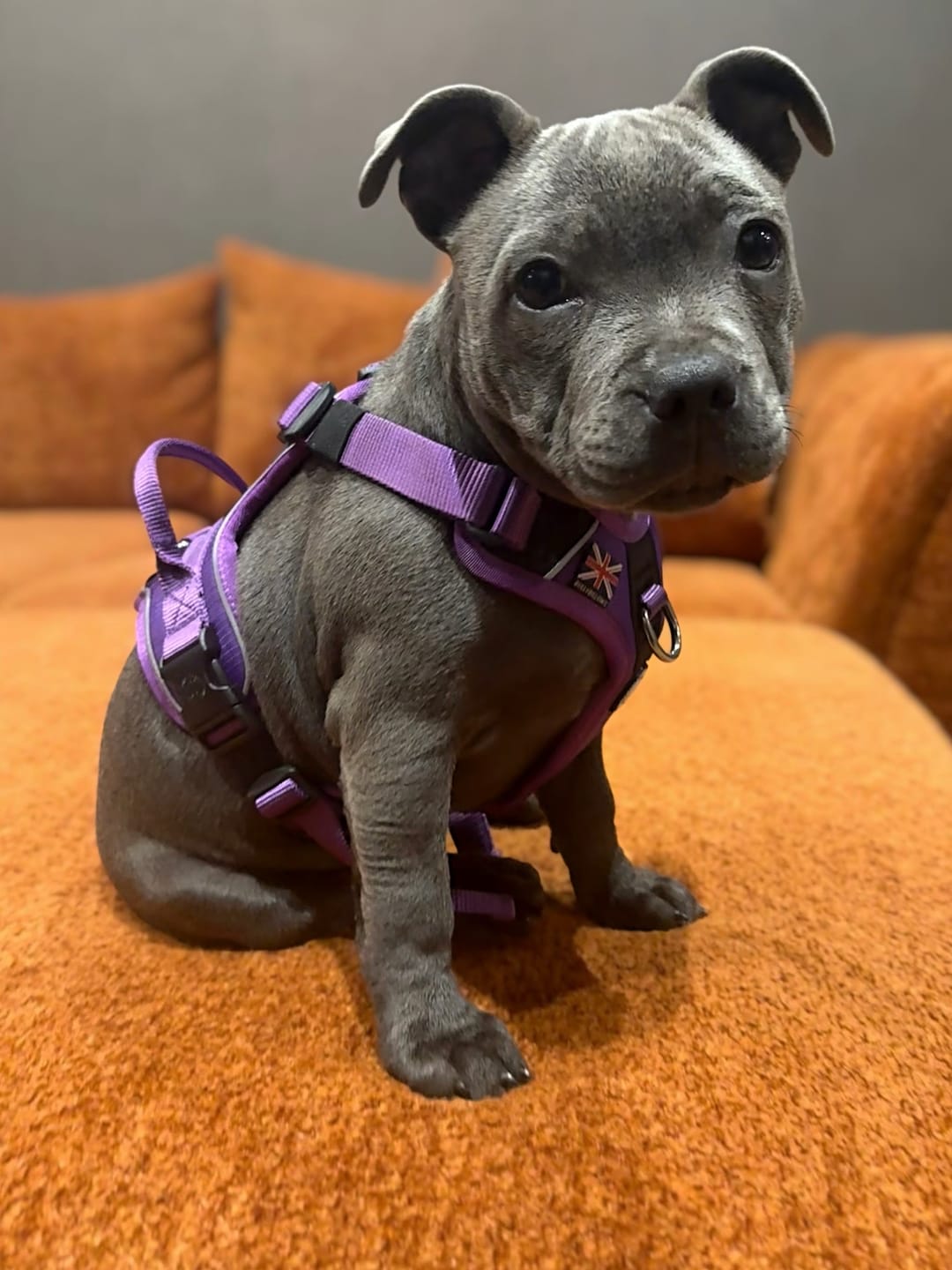 Customer photo review of Anti Pull Hurricane Harness Lighter | With Handle - Purple