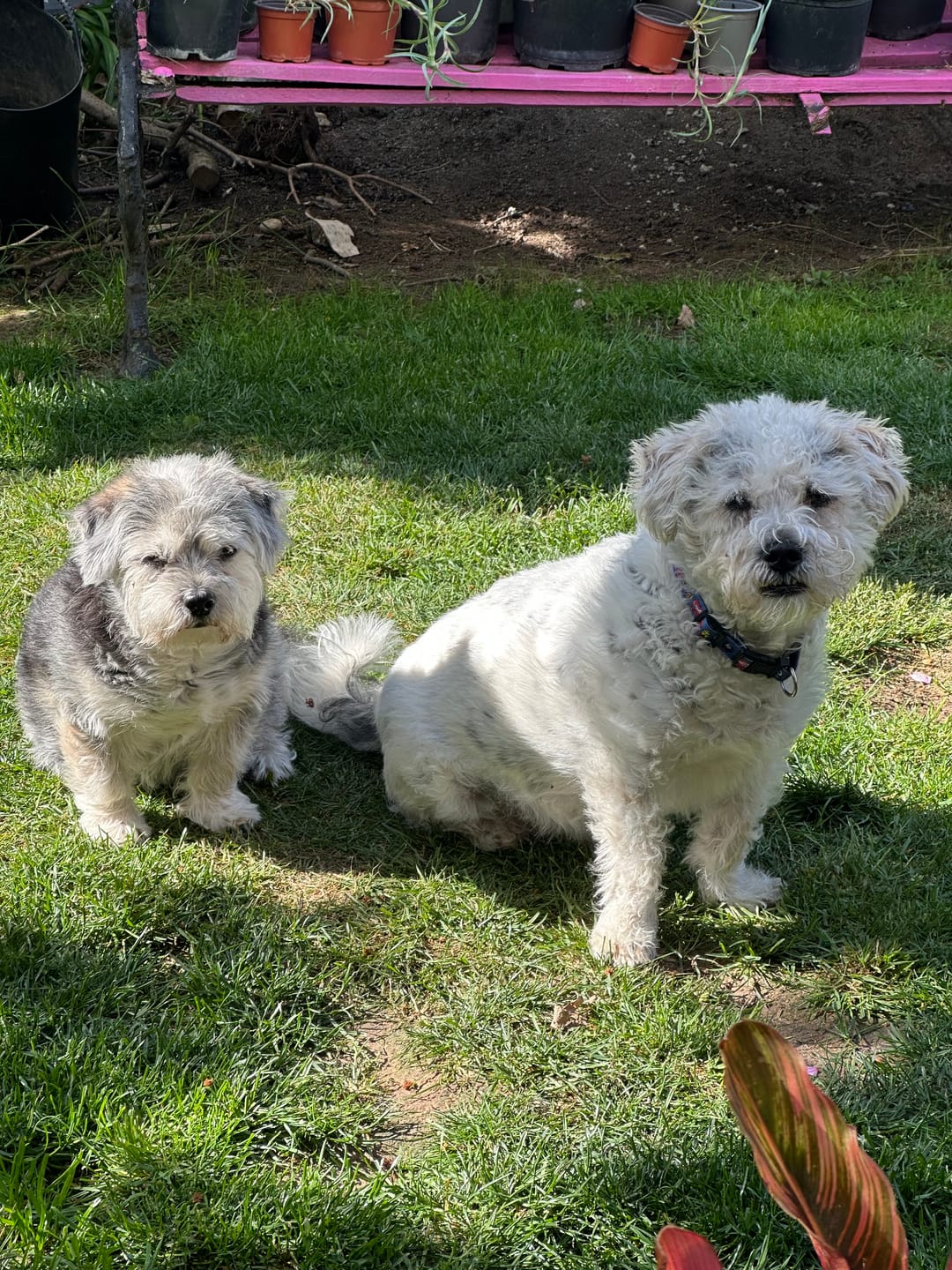 Customer photo review of Glucosamine Powder For Dogs