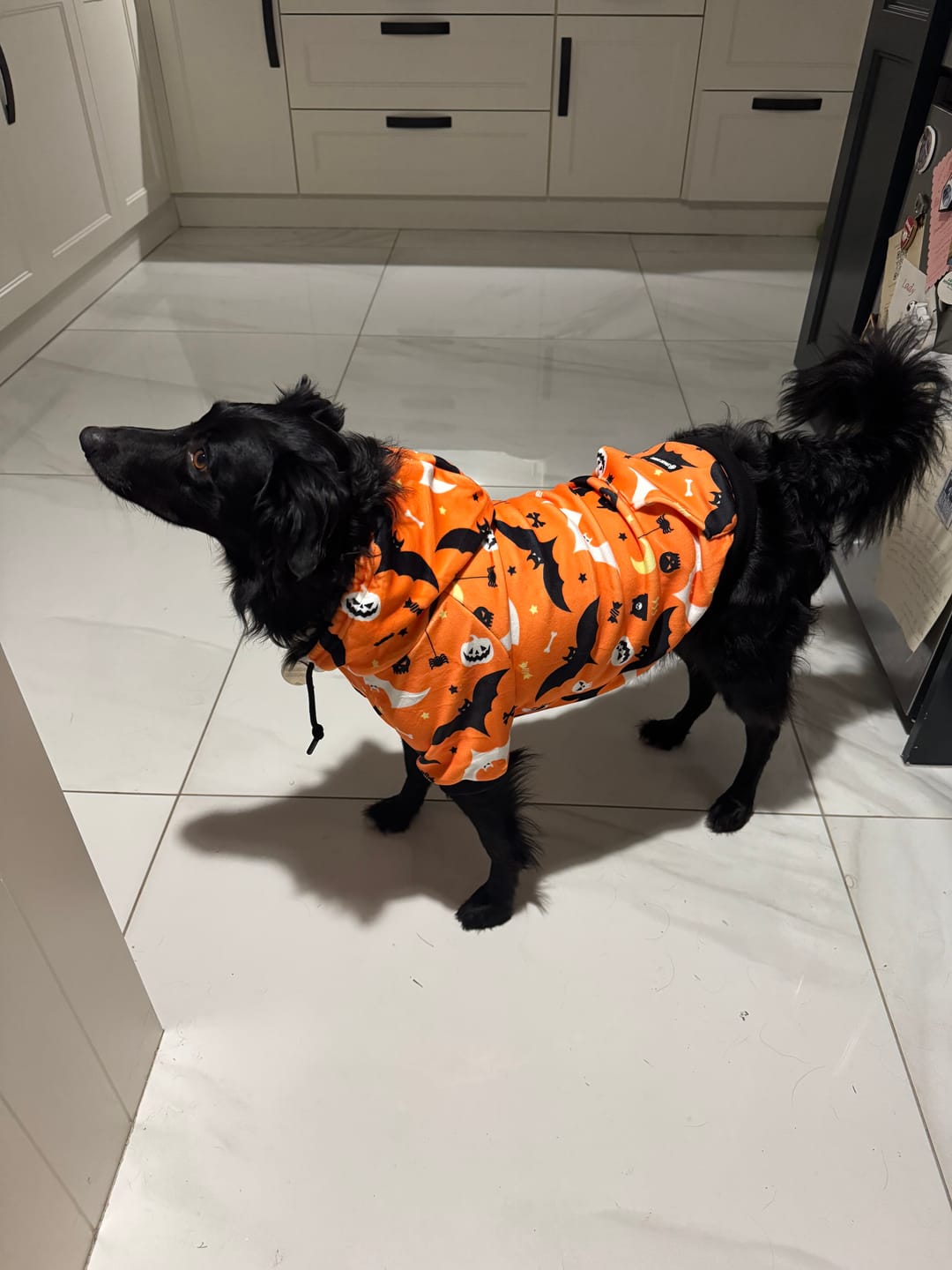 Customer photo review of Halloween Dog Hoodie - Orange