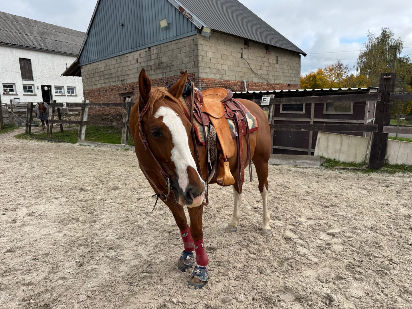 Customer photo review of Wurmtest Plus Pferd