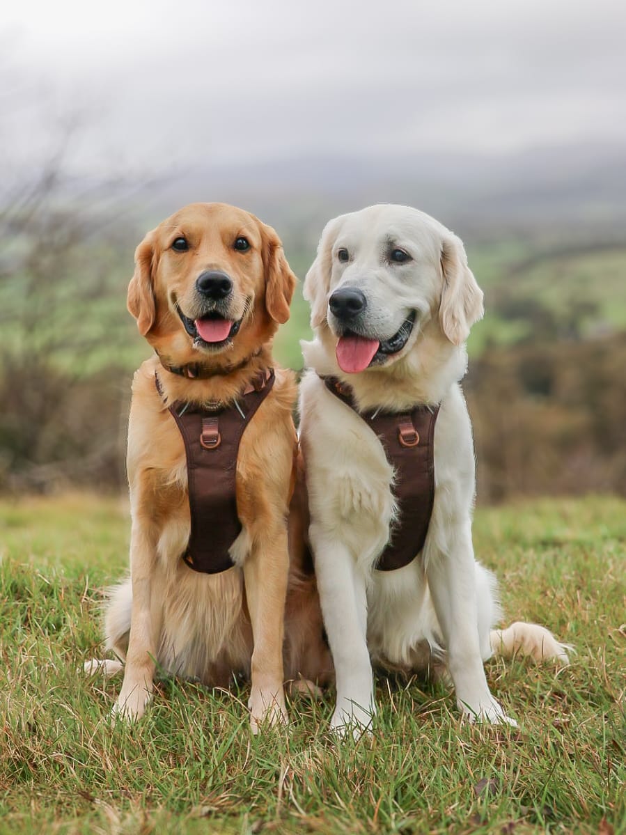 Customer photo review of Tough Trails™ Harness - Walkies Ready® Chocolate Brown