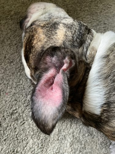 Customer photo review of Dog Gel Twin Pack