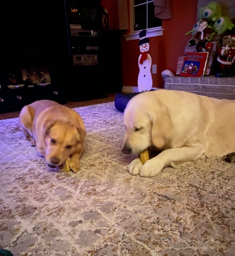 Customer photo review of Himalayan Yak Chew (MEDIUM)