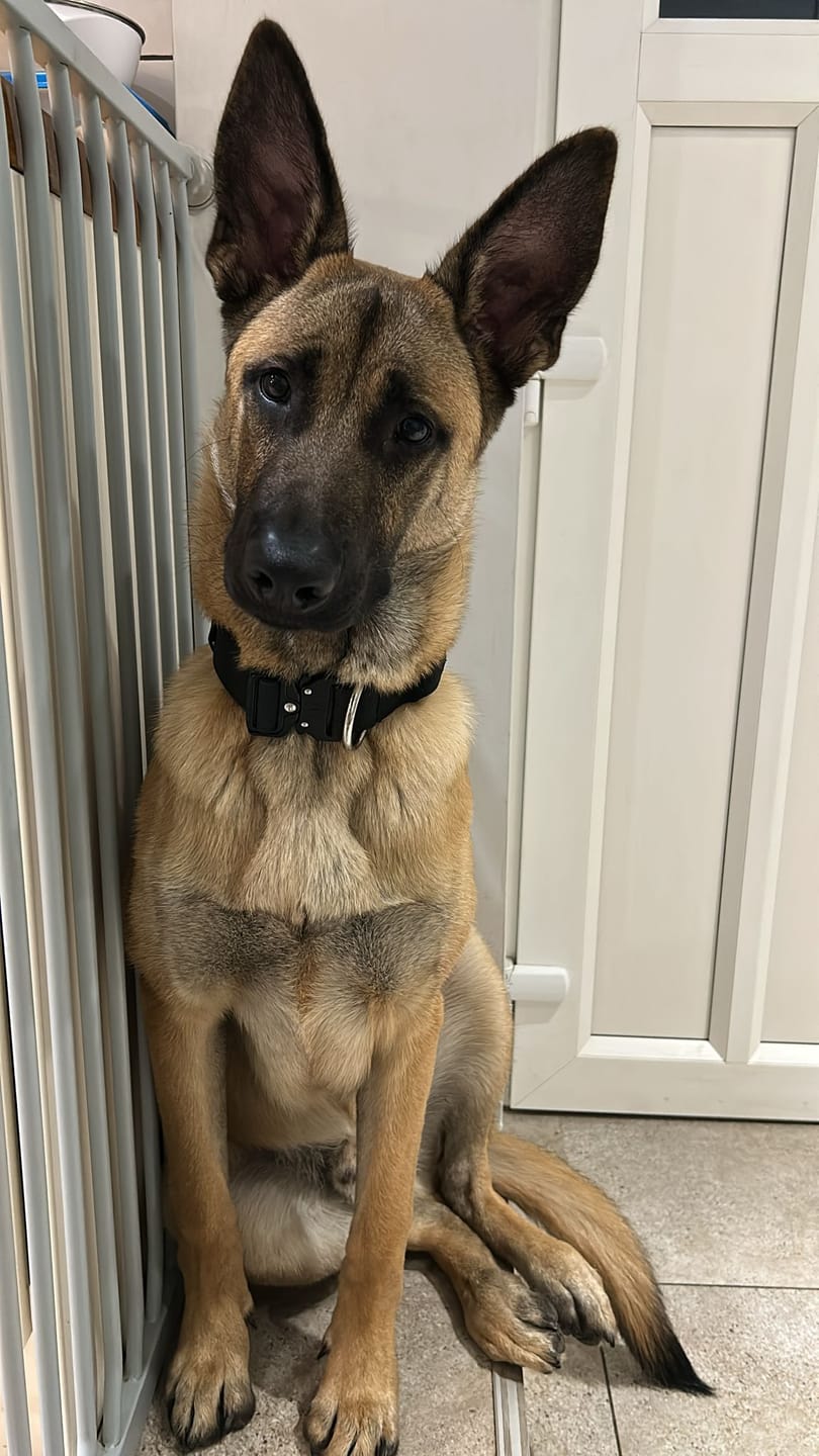 Customer photo review of 4cm Combat® Collar | Handle & Rated Clip - Black