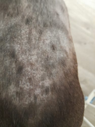 Customer photo review of Dog Gel Twin Pack