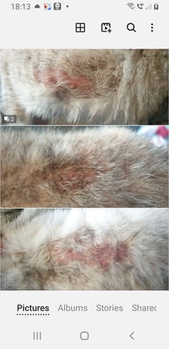 Customer photo review of Cat Gel Twin Pack