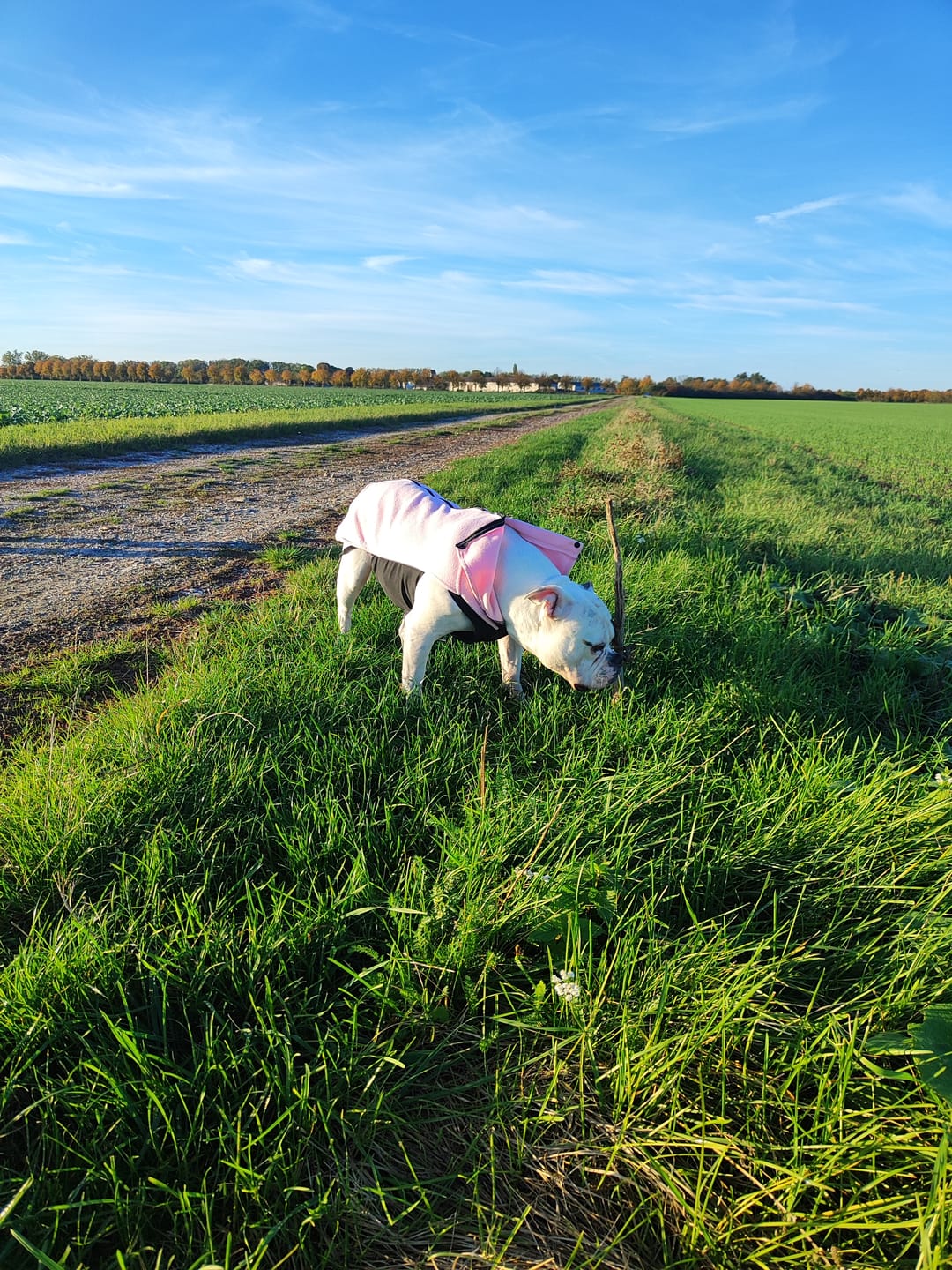 Customer photo review of Dog Fleece With Zip - Pink
