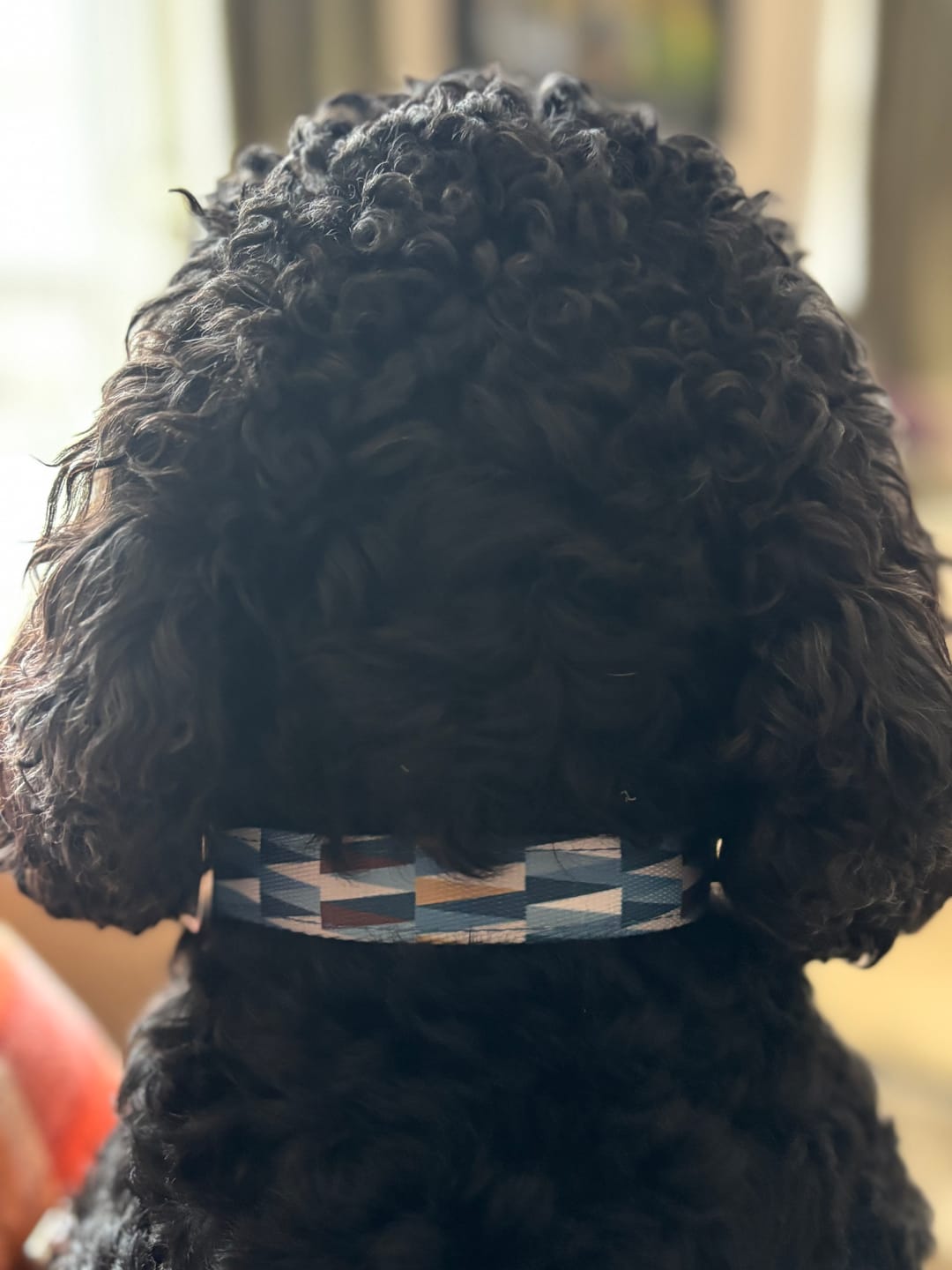 Customer photo review of Core Collar
