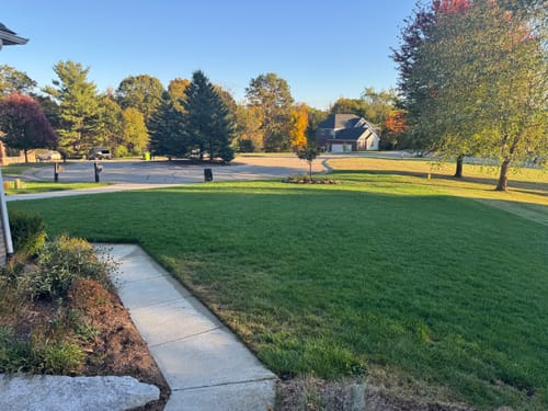 Customer photo review of GCI Turf Blue Heat Grass Seed