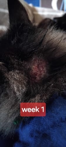 Customer photo review of Cat Gel Twin Pack