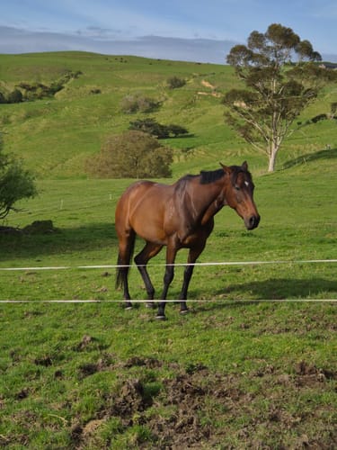 Customer photo review of Digestive EQ