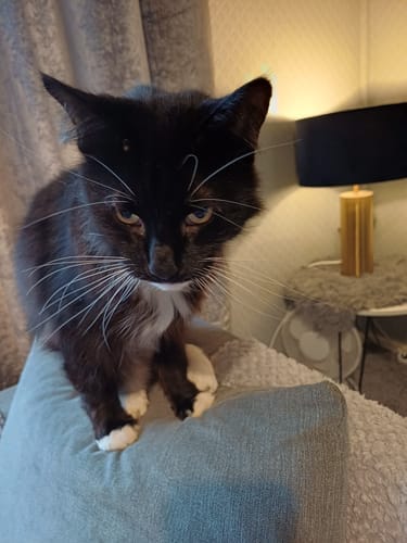 Customer photo review of Cat Gel Twin Pack
