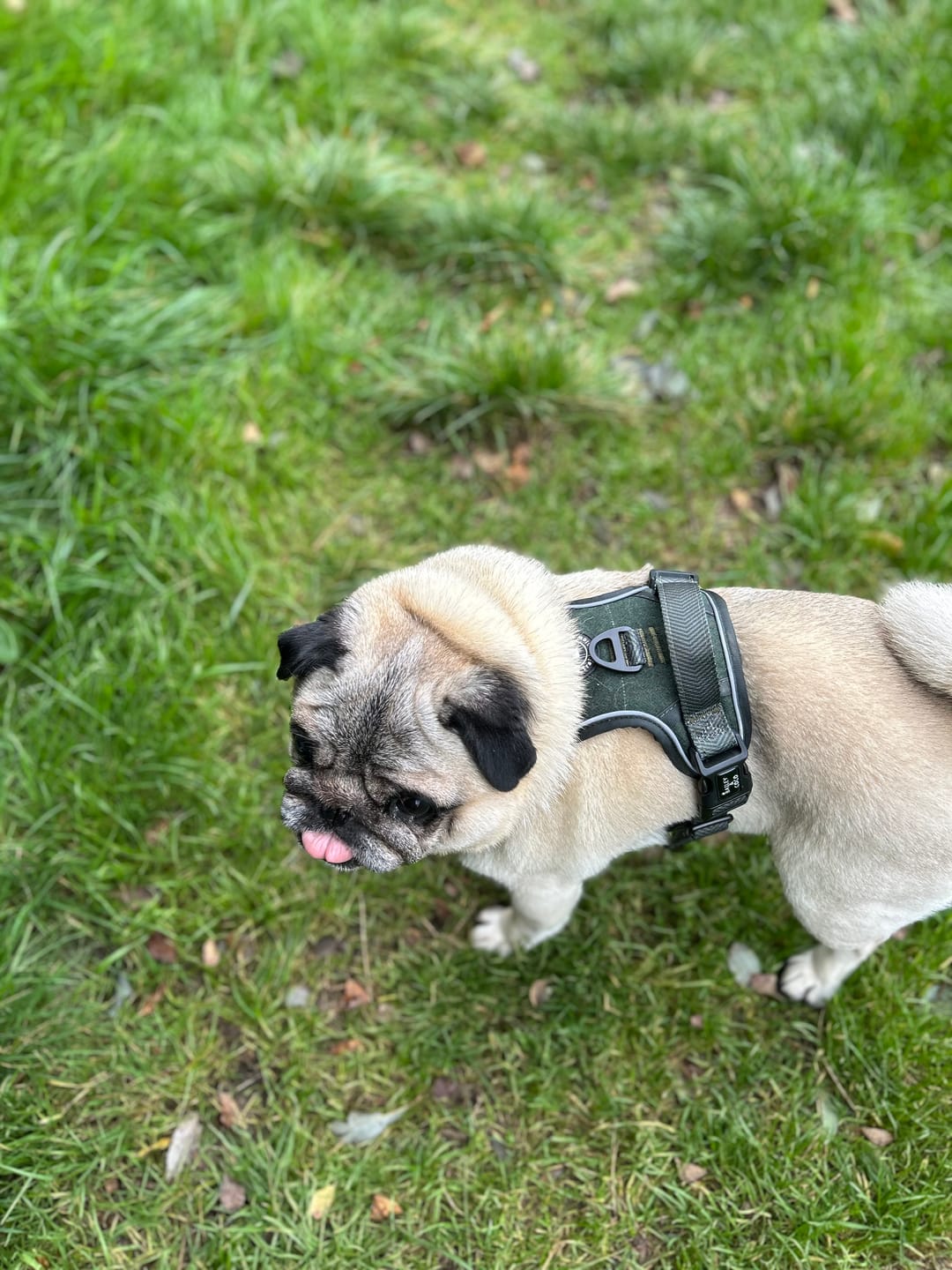 Customer photo review of Trail & Glow Tweed Dog Harness - Forest Tweed
