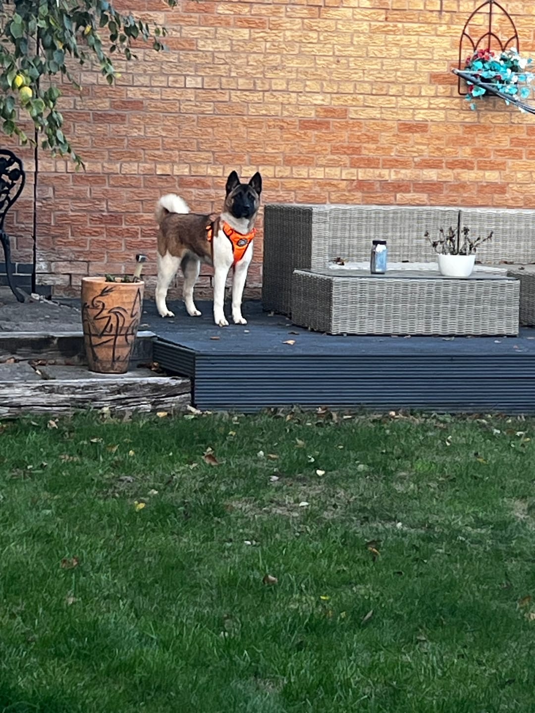 Customer photo review of Comfort Premium Harness | Non Restrictive - Orange