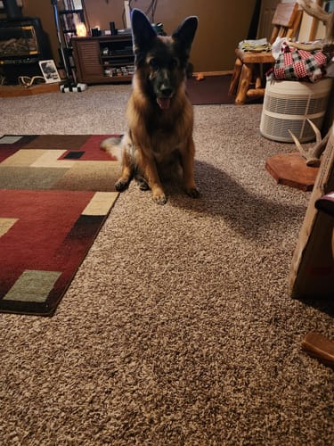 Customer photo review of K9 EarClear