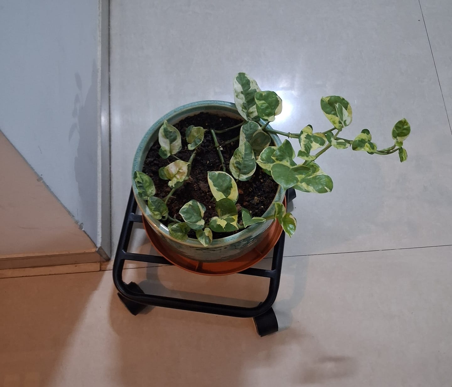 Customer photo review of TryGreen Daze Wheel Rolling Plant Stand for Planters