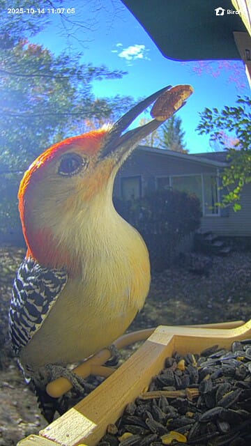 Customer photo review of Birdfy Feeder Wood - Wooden Smart Bird Feeder with Camera