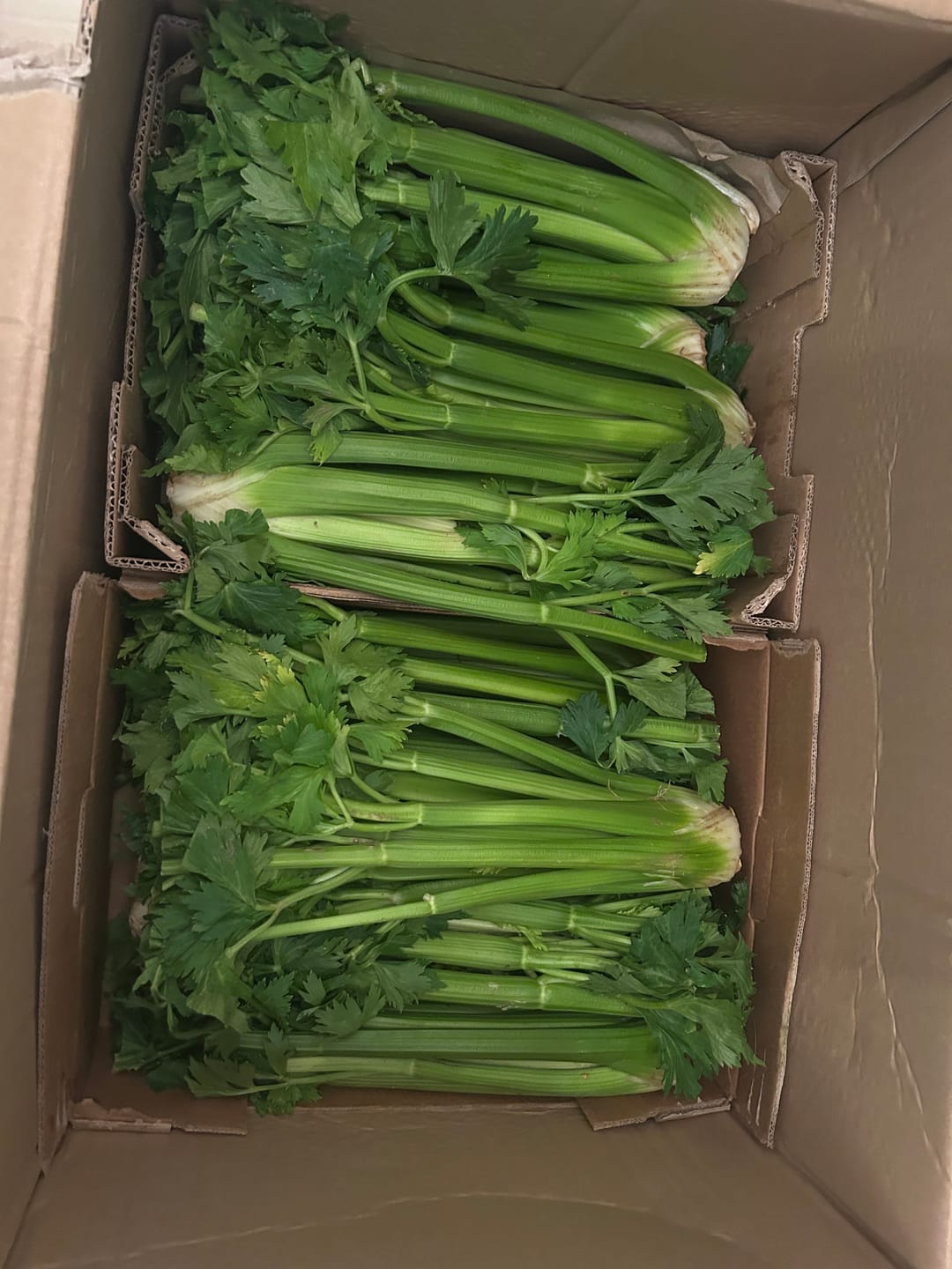 Customer photo review of Stangensellerie Bio regional (Permakultur)
