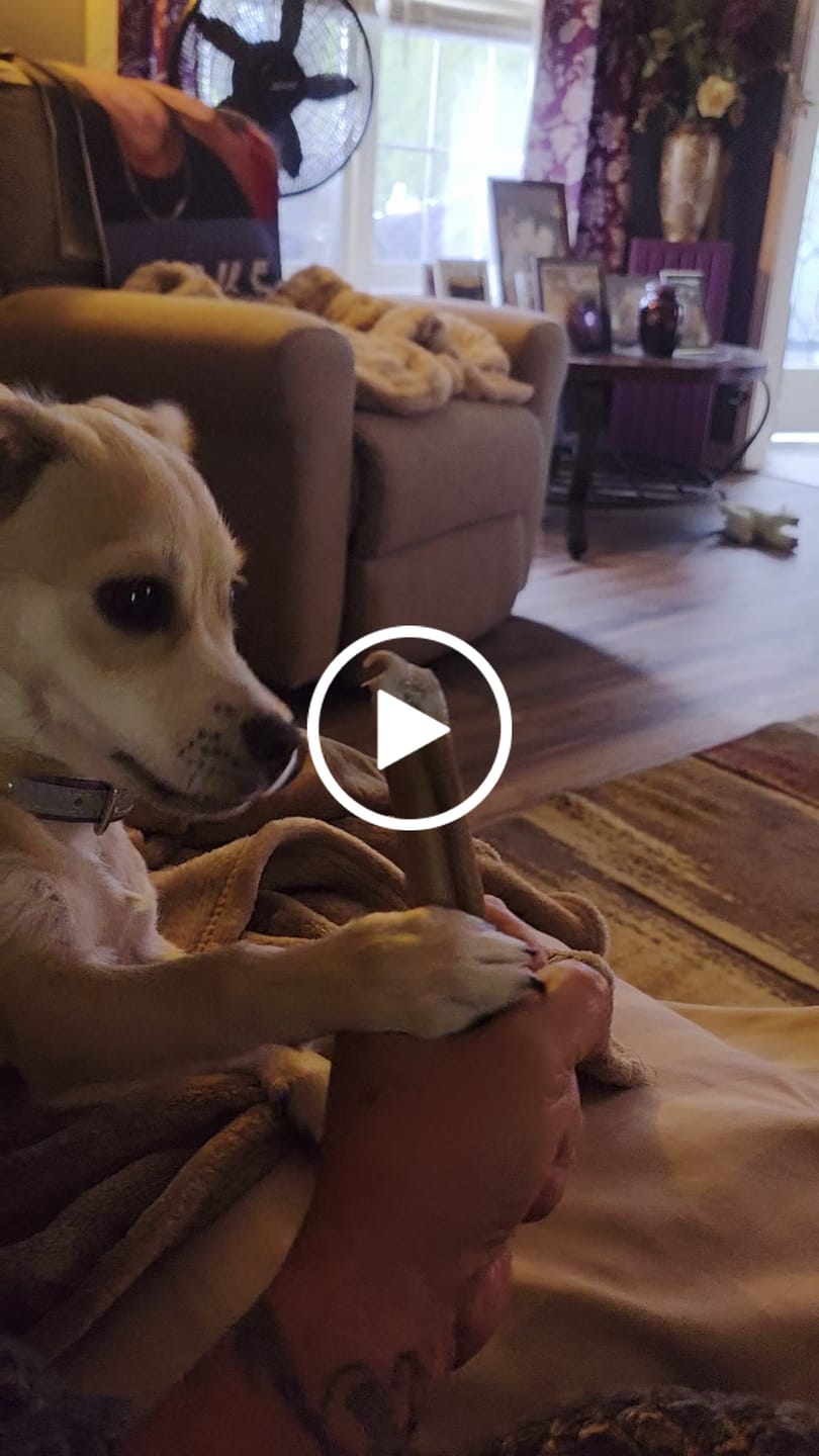 Customer video review of 6-Inch Beef Collagen Sticks