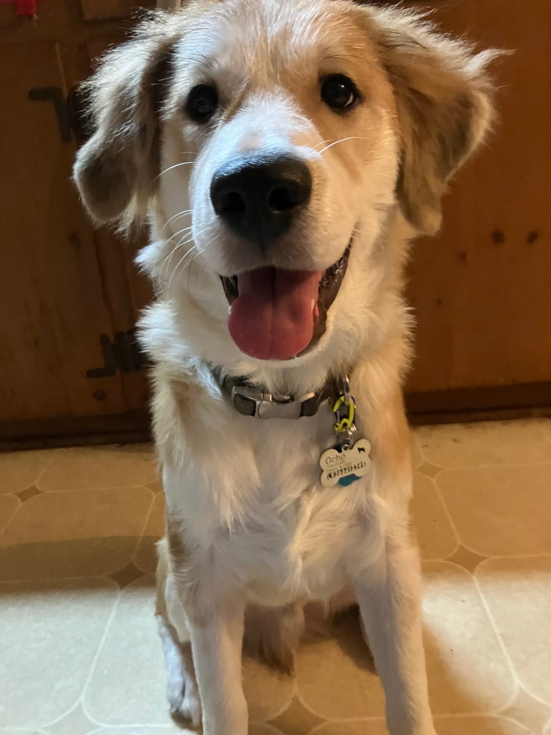 Customer photo review of Bone Dog Tag