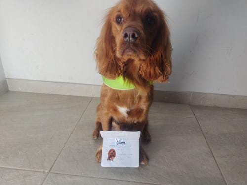 Customer photo review of Pasaporte Para Mascotas