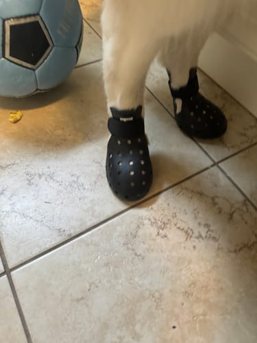 Customer photo review of WagWellies® Mojave