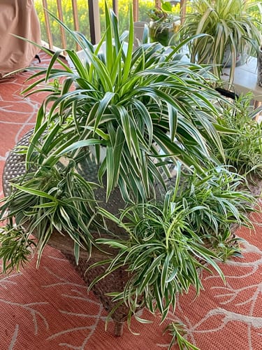 Kathryn H. review of Fungus Gnat Death Drops image 1 out of 1