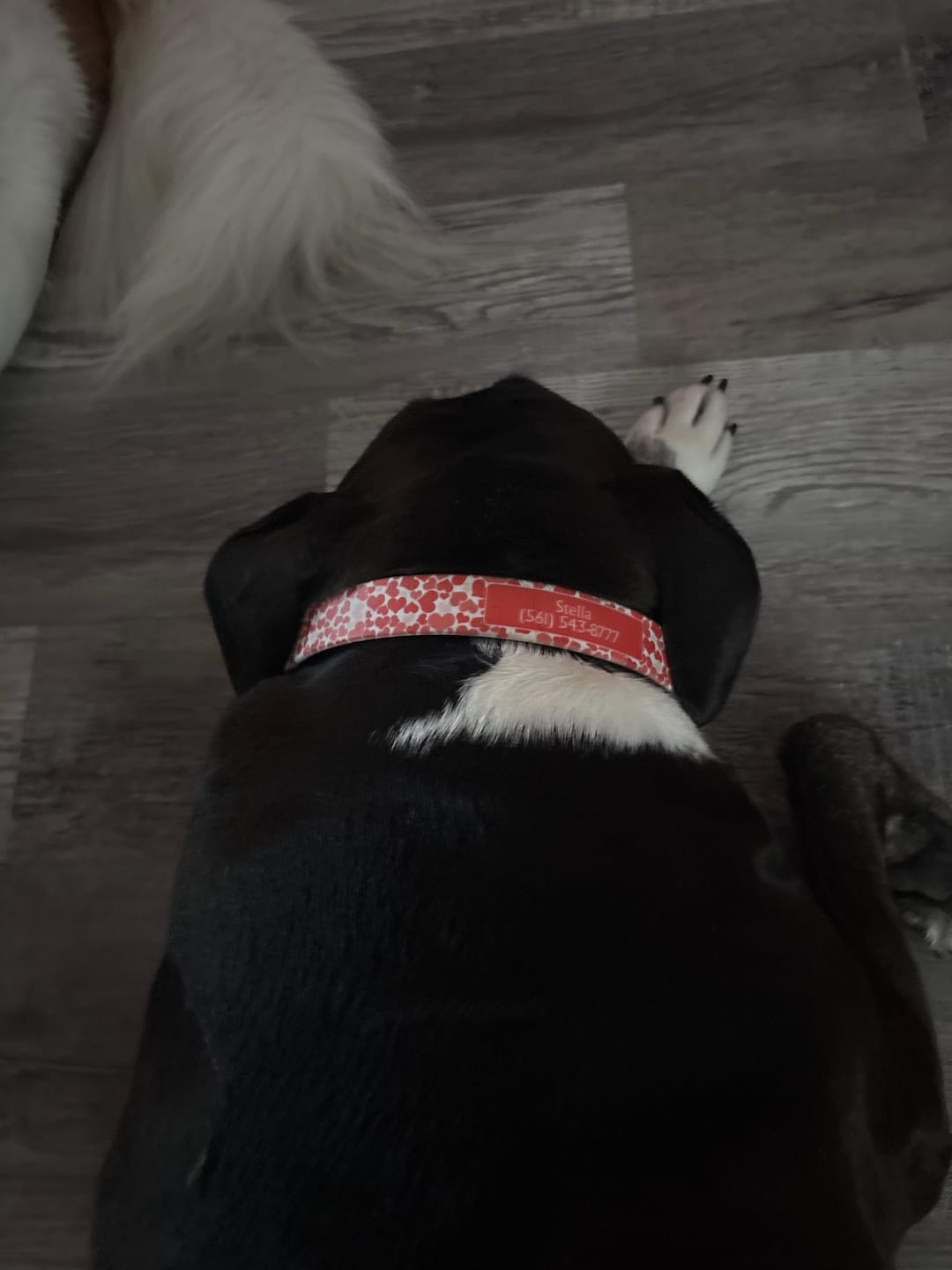 Customer photo review of Hearts Dog Collar