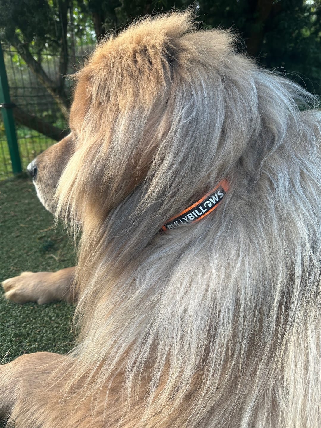 Customer photo review of 5cm Combat® Collar | With Handle & Secure Clip - Orange