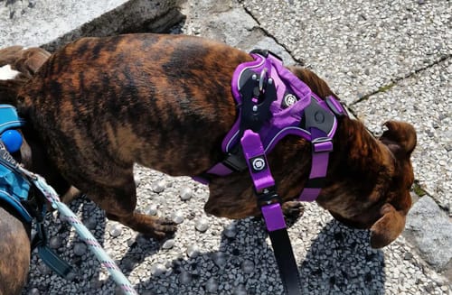 Customer photo review of Anti Pull Harness | With Handle & Lighter | Hurricane Harness - Purple