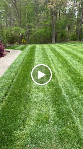 Customer video review of GCI Turf Type Tall fescue Grass Seed