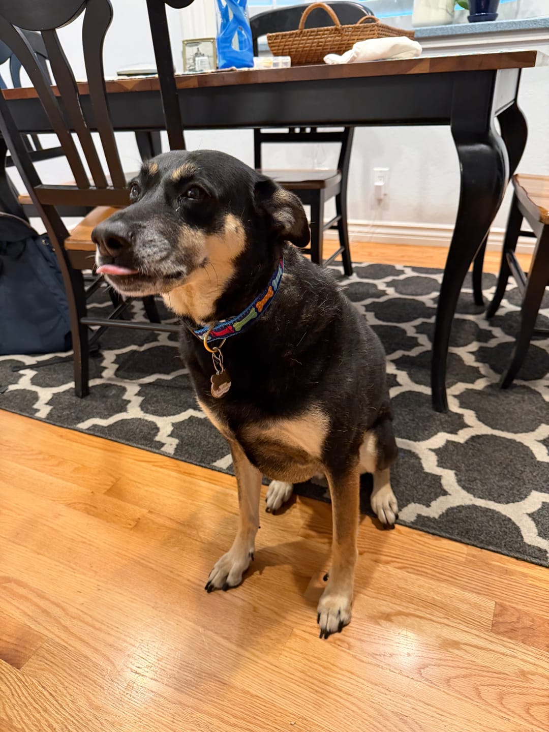 Customer photo review of Collar | Big Bones