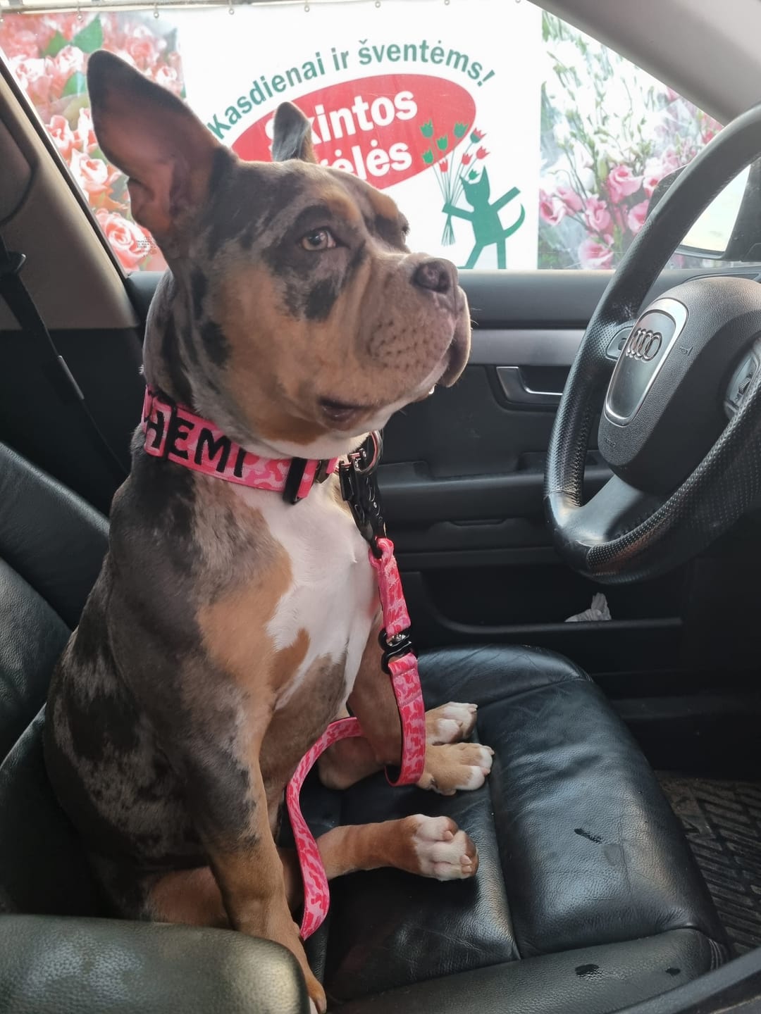 Customer photo review of 4cm Combat® Collar | Handle & Rated Clip - Bubblegum