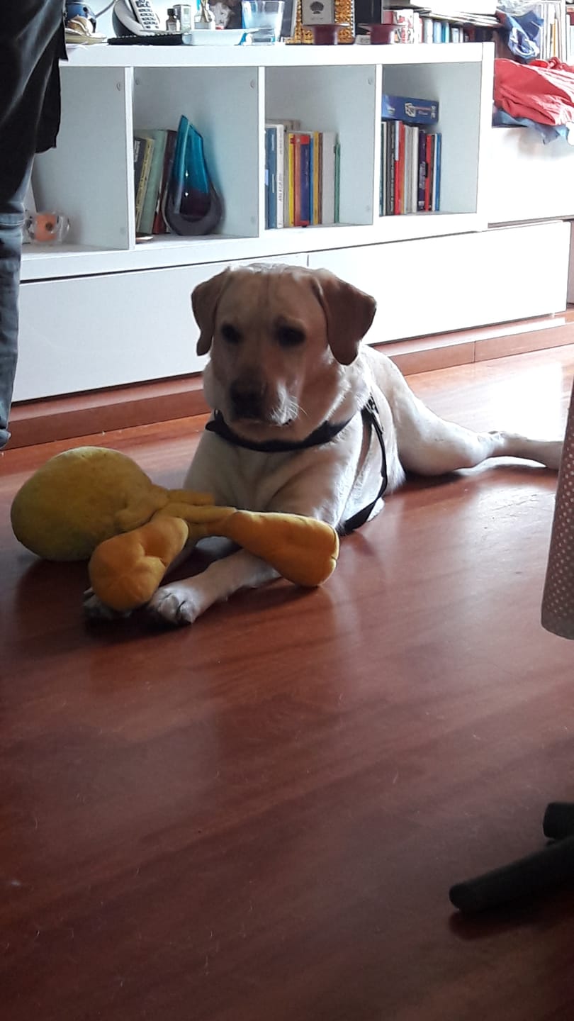Customer photo review of LECURpet MAXI 60 cpr – Contro L’Osteoartrite Di Cani e Gatti