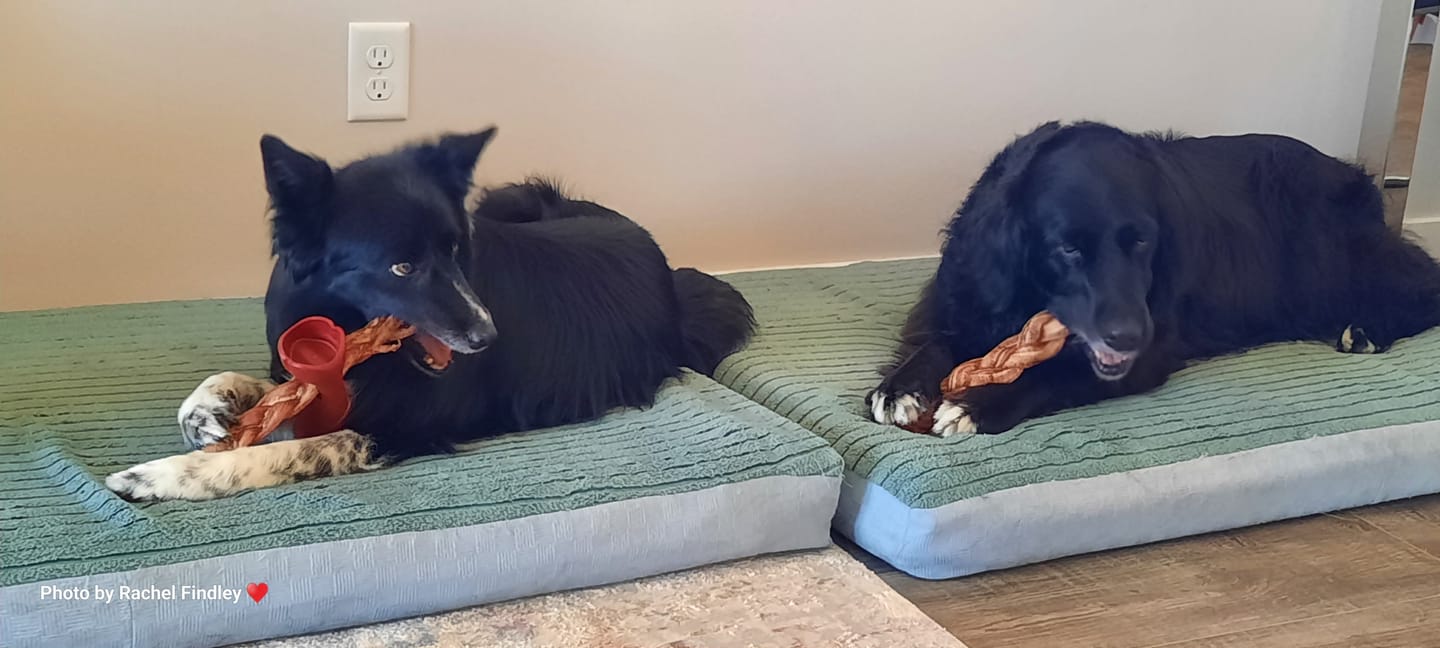 Customer photo review of 12 Inch Monster Braided Bully Stick