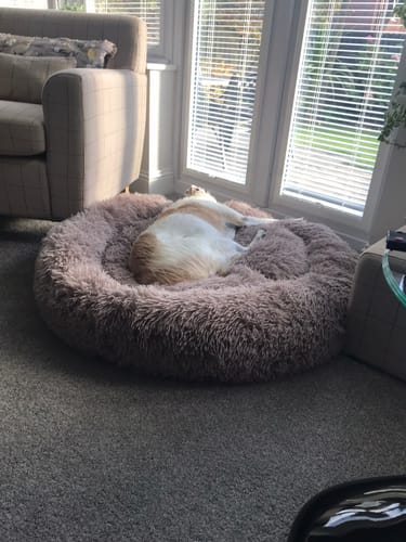 Customer photo review of Calming Donut Bed - Mocha