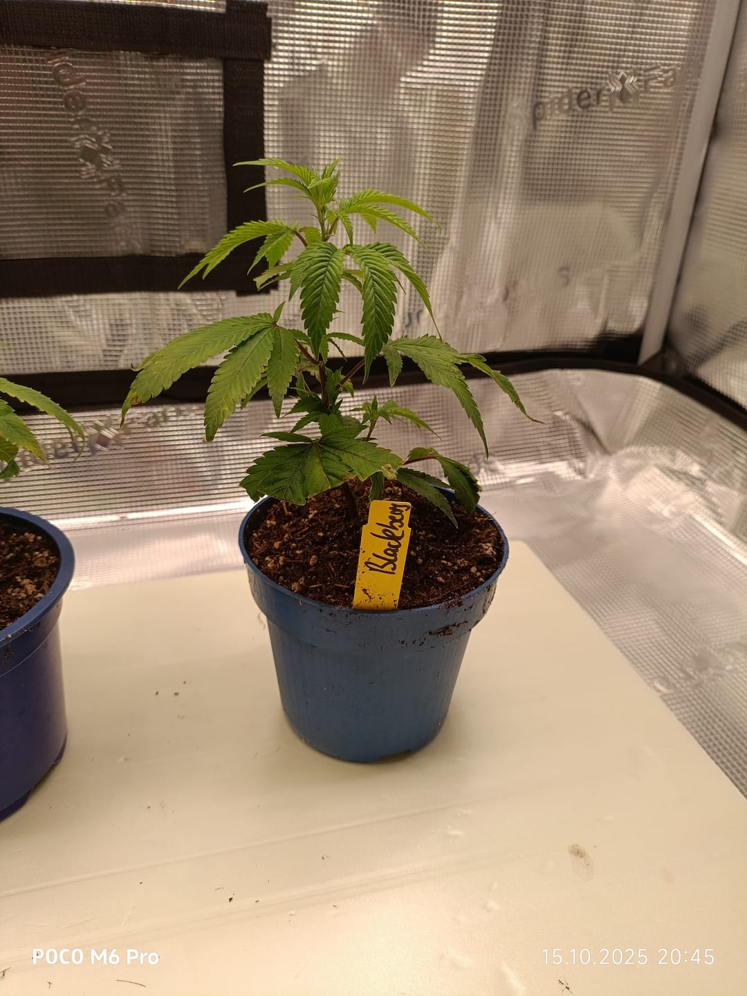 Customer photo review of Hanfstecklinge | Blackberry Moonrock