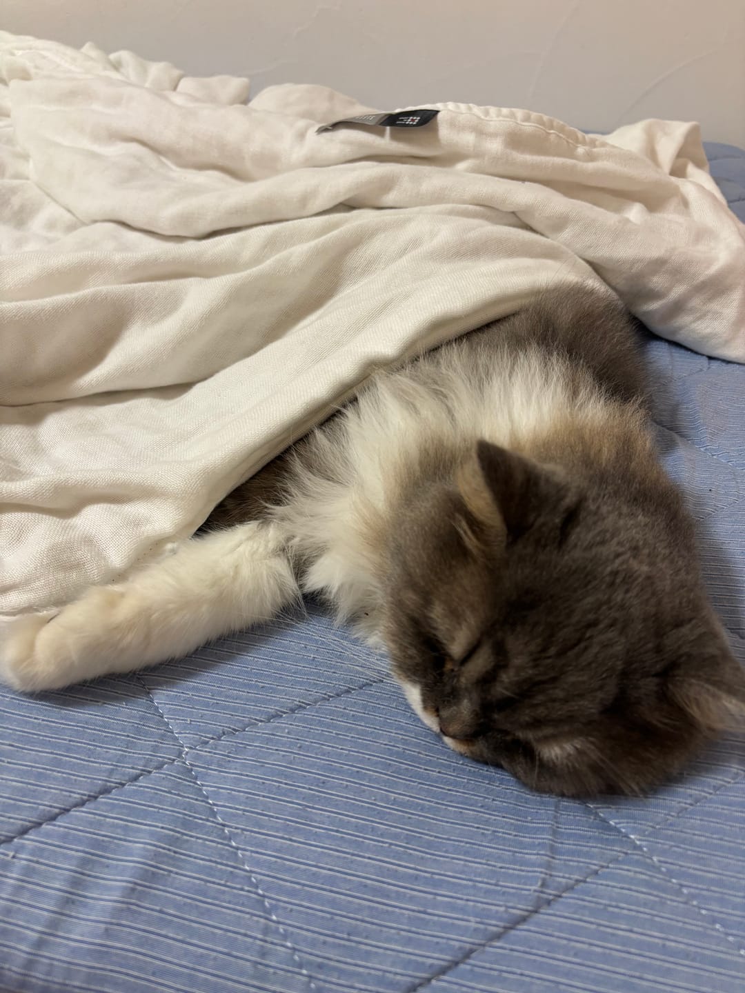 Customer photo review of SLEEP HEXAGON　ホルミシスガーゼケット