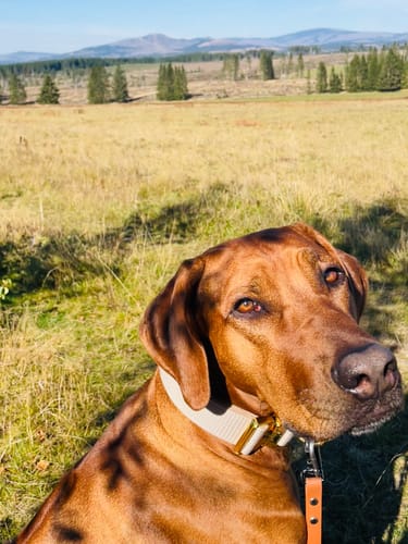 Customer photo review of Extreme Gold Buckle Beige - Starkt och säkert halsband