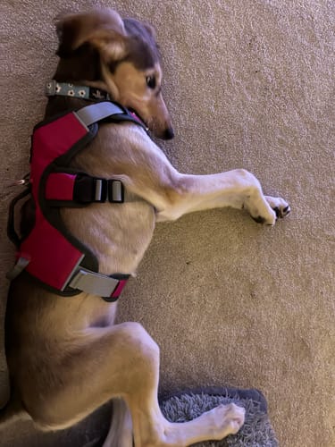 Customer photo review of Sighthound Escape Proof Harness
