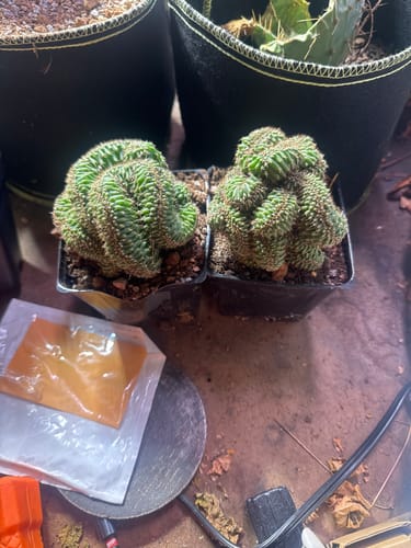 Customer photo review of Trichocereus Pachanoi Cristata | Crested San Pedro Cactus